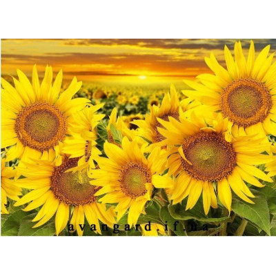 Фотообои Престиж №66