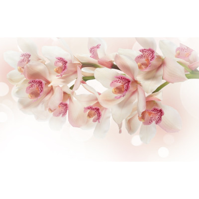 Фотообои Престиж №67