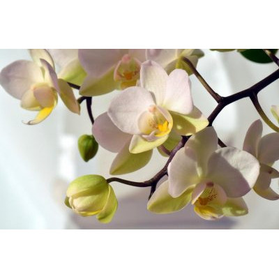 Фотообои Престиж №81