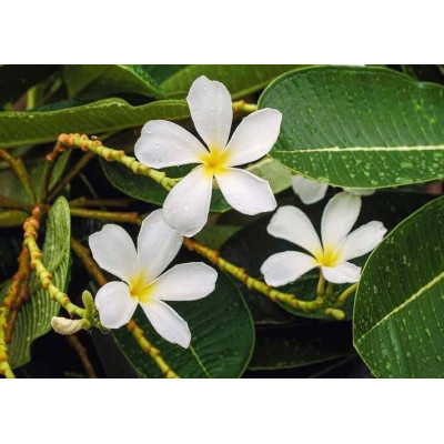 Фотообои Престиж №84 на 8 листов