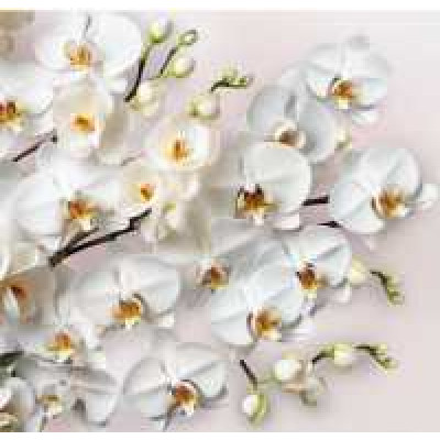 Фотообои Престиж №87