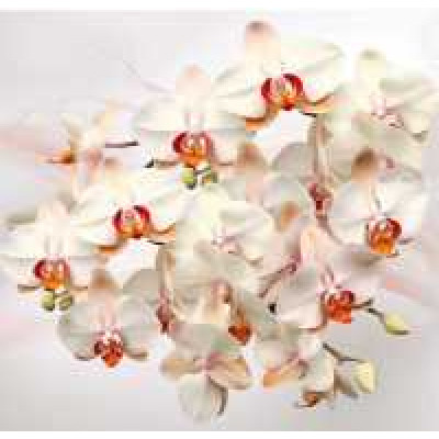 Фотообои Престиж №88