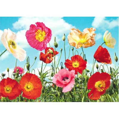 Фотообои Престиж №9 Маковое поле